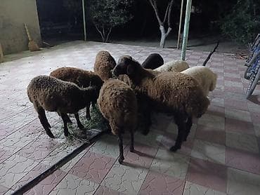 erkək quzular: 9 baş tam sağlam quzular satılır erkeydə var dişidə var qiymətlər — 2