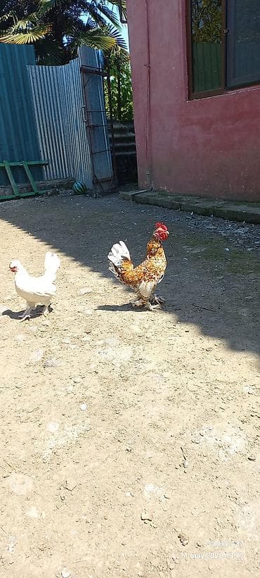 tovuz quslari: Toyuq, Yumurtalıq — 5