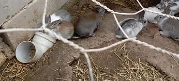 Digər heyvanlar: Dekorativ dovşan balaları - Rənglər: ağ, boz-ağ qarışıq, tünd-boz və — 5