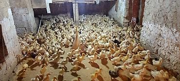 Коровы, быки: Ördəklər – müxtəlif yaş qrupları, partiya şəklində - Şəkillərdə — 2