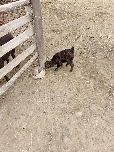 Keçilər, çəpişlər: Cücələr – balaca keçi (oğlaq) - Növ: yerli keçi balası (oğlaq) - — 3