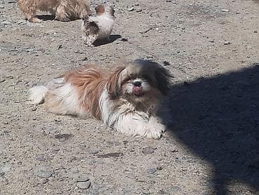pulsuz it sahiblənmək: Pekines, 8 ay, Erkek, Ödənişli çatdırılma — 2