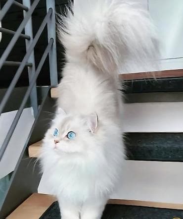 pişiklərin qiyməti: Şinşilla, Erkək, Cütləşmə üçün — 2