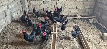 hind qusu: Astroloqlar sarılır toyuqlar 10 manat xoruzlar 15 manat — 2