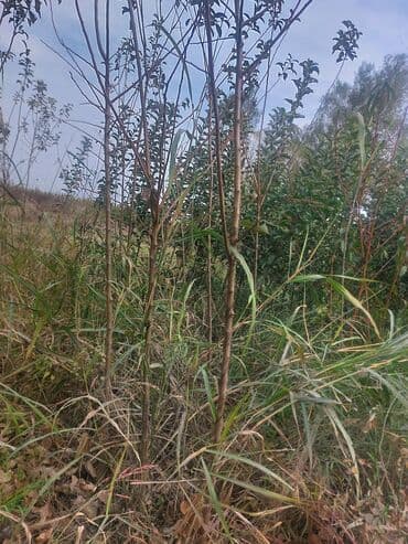 zeytun sirniyyat quba: Satış: ağac tingləri (köküstü açıq və torpaq komlu) Məhsul təsviri: - — 4