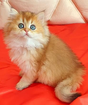 gence heyvanlar: Erkək, Ünvandan götürmə — 4