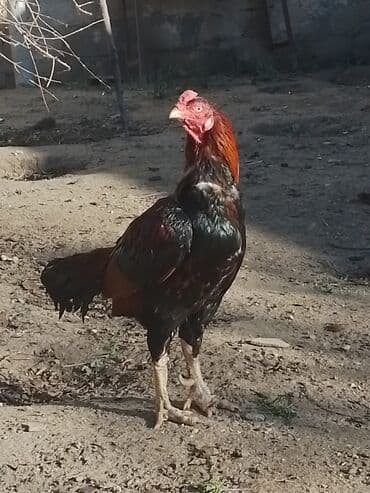 Xoruz, Heyratı, il: 3, Ünvandan götürmə