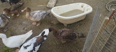 lal ördeyler: Həm kəsilməli həm də damazlıq original təmiz cins lal ördəklər ( — 10