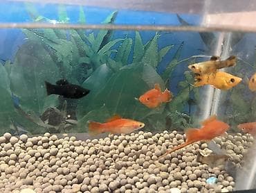 oskar balığı: Sülhsevər — 3