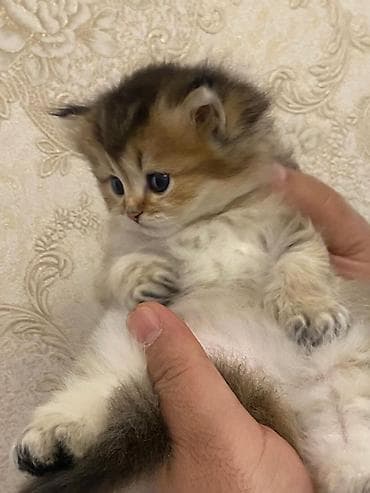 pişik geyim: Şinşilla — 2