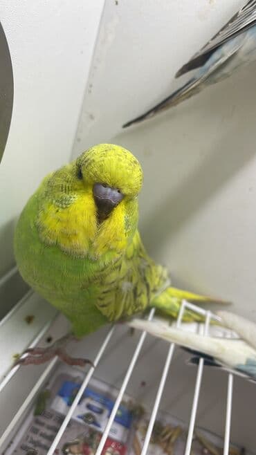 coban iti haqqinda melumat: Bülbül (dalmatin naxışlı, mavi-ağ rəng çaları) – əhliləşdirilmiş — 9