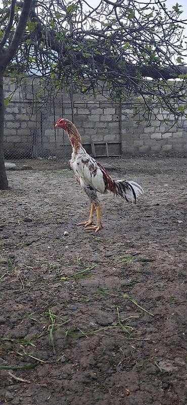 Heyratı beçə satılır 7 aylıqdı tam ayılmayıb viddi çolpadı. Rəng: Ağ