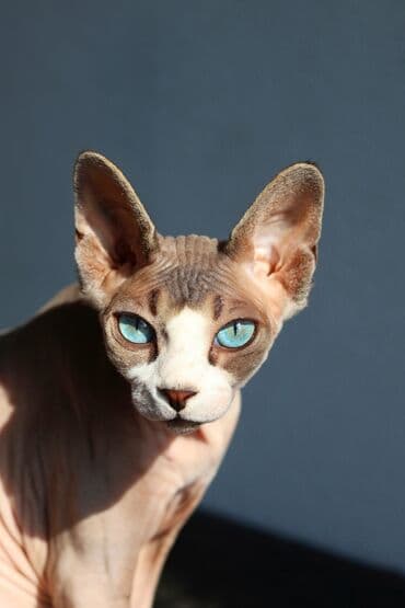 munchkin pişik: Sfinks, Erkək, Dişi, Yaxşı əllərə, Ünvandan götürmə — 2