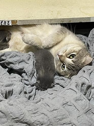 lelekli heyvanlar: Şotland yastı qulaq, Dişi, Yaxşı əllərə — 3