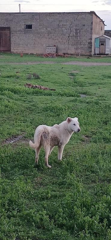 naxcivan it elanlari: Qurdbasar, 5 ay, Dişi, Peyvəndli, Ödənişli çatdırılma — 10