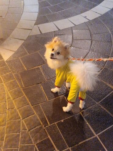 çin aslanı: Şpitz, 8 ay, Dişi — 1