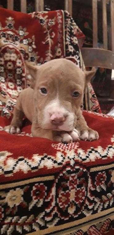 pitbull balası: Pitbul, Erkek, Peyvəndli — 6