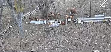 ragdoll qiymeti: Dişi, Damazlıq, Ödənişli çatdırılma — 3