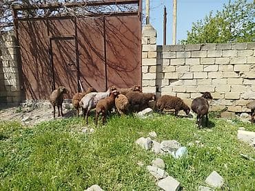 qoyun satilir: Qoyun sürüsü satılır Salam 5 qoyun 5 qüzû satılır ünvan novxanı cavan — 9
