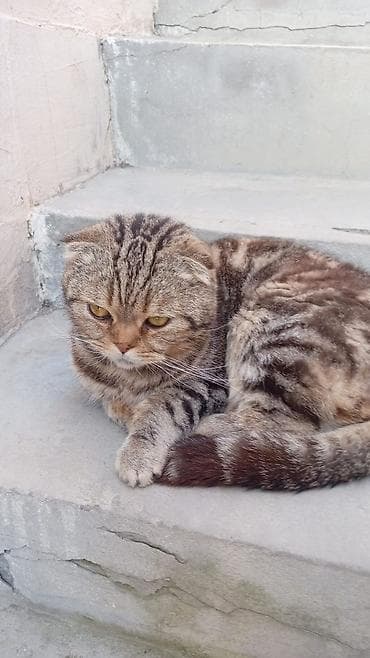 piwik sekilleri: Şotland, Erkək — 2