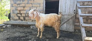 Hələb təkəsi - Növ: erkək hələb keçi (buynuzlu), uzun tüklü, açıq