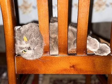 Собаки: PULSUZ CUTLESHME!! 2 BALA QARSHILIGINDA. Şotland qıvrımqulaq — 4