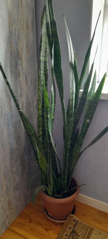 Qılınc gülü 1.5m Badamdardadı lalafo.az -da Qılınc gülü 1.5m Badamdardadı