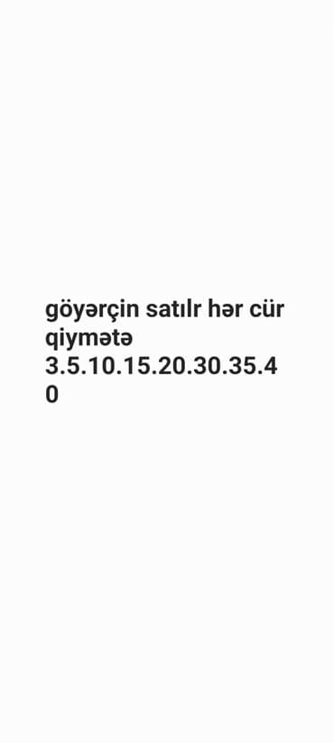 quzu satışı: Göyərçin satılır — müxtəlif qiymət aralıqları mövcuddur: 3, 5, 10, 15 — 1