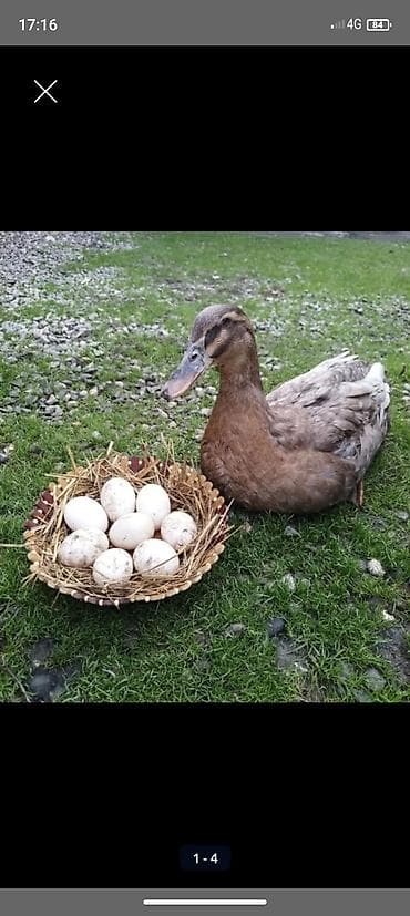 ağıllı lövhə qiyməti: Blue Rouen ordey yumurtalari satilir — 1
