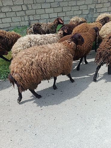 boğaz qoyun: Sehdir bogazdi — 1