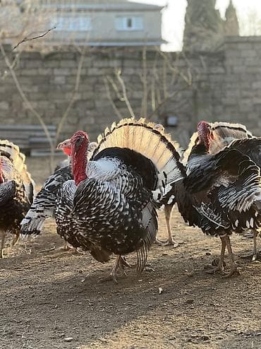 yumurta hinduşka: Erkək, Damazlıq, Ödənişli çatdırılma — 8