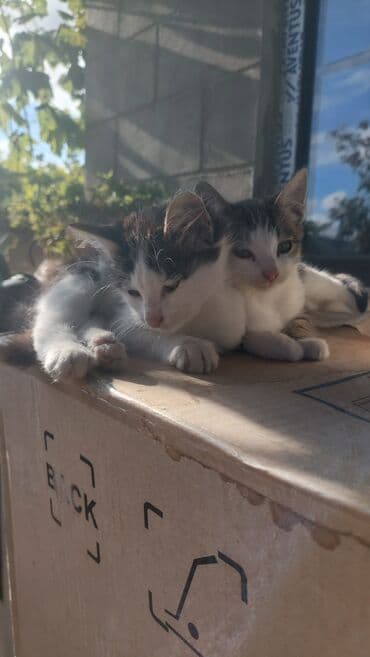 ən ucuz pişiklər: Yaxşı əllərə — 3