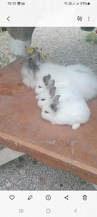 Гуси: Angora tipli dekorativ dovşan balaları
satılır. 10. m — 4