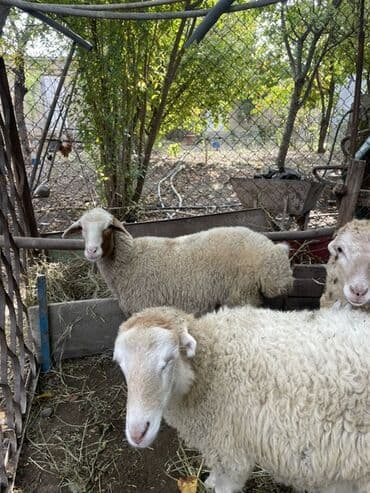 Quzular satılır 4 eded dişi quzudu kök quzulardı