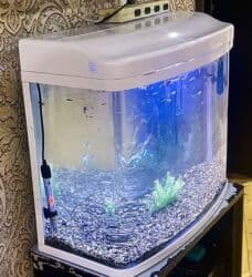 Gəmiricilər: Akvarium ideal vəziyyətdə — 4