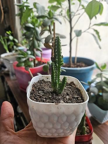 agac sekilleri: Sukulent və kaktus kolleksiyası – kiçik saksılarda Tərkib: - Crassula — 6