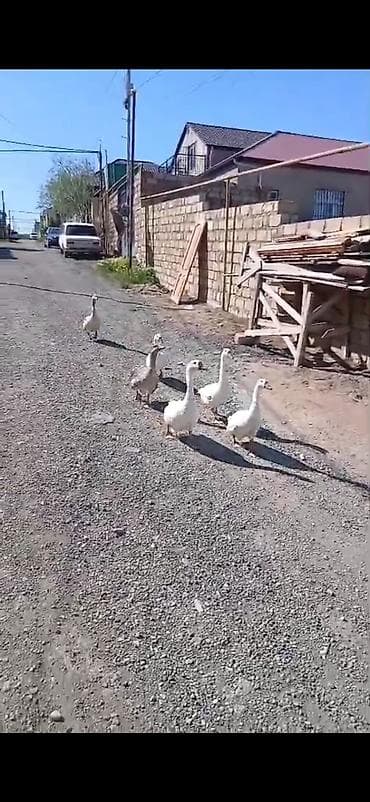 tap az at: Salam öz,qapımın,1 iılik sağlam kök qazlarıdır maşallah olsun təzə — 4