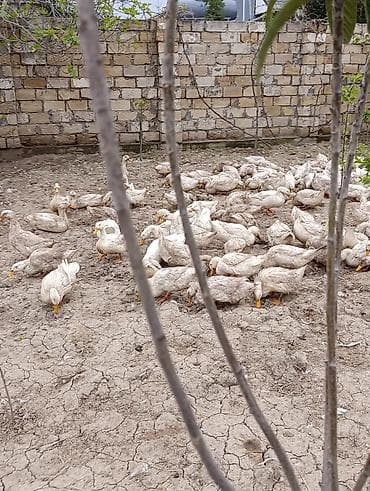 cins heyvanlar: Məhsul: 9 aylıq Pekin ördəkləri Təsvir: - Cins: Pekin - Yaş: 9 aylıq — 10