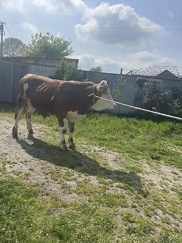 i̇nekler: SalamAleykum
10 ay yarımlıqdı
Qapı malı
Bordağlıqdır — 2