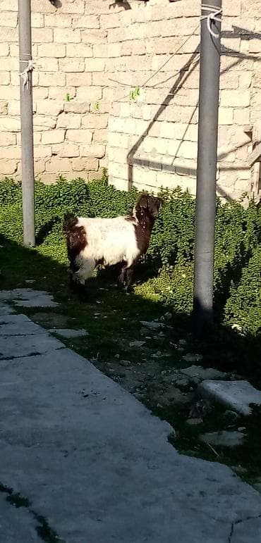 itlerin satisi 2017: Salam erkek çepişdi arpa yonca yeyen heyvandı kök çepişdi real — 3