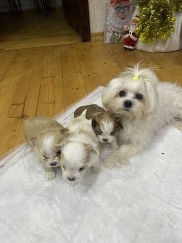 Great Wall: - Ağ, ipək kimi uzun tüklü, - Kiçik ölçülü, yüngül və ev şəraitinə — 9