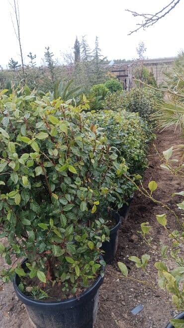 əhəng daşı satışı: Torf gubresinn satşi 2.50kepik çox olana endirim olacaq super — 6