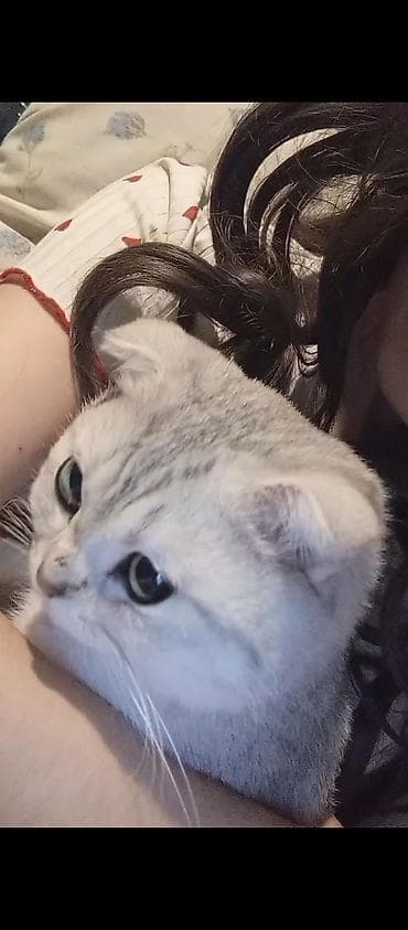 Şotland yastı qulaq