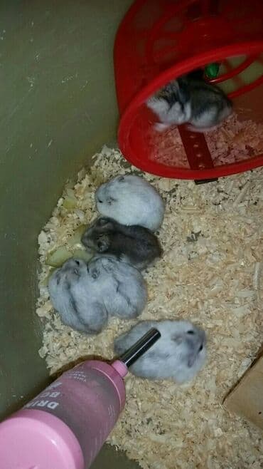 рынок животных в баку: Cunqariklər hamsı sağlamdı ələ öyrəşiblər dişləmirlər. Zoo maqazin — 8