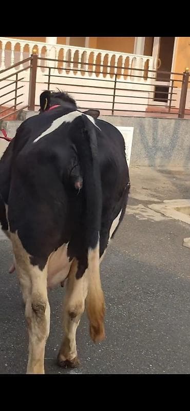 tap.az qaz: 8.10 güne dogacaq birinci qarina dogacaq bu cavan heyandi — 2