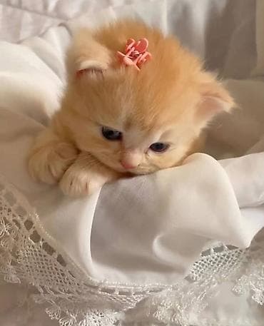 Кошки: Şirin balaca pişik balası sahibləndirilir Rəng: sarı/şaftalı tonları — 1