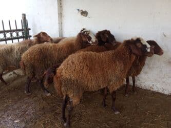 Коровы, быки: Elan başlığı: 7 boğaz qoyun satılır Təsvir: - 7 ədəd boğaz (hamilə) — 7