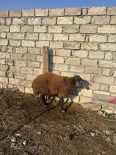 Digər heyvanlar: 2ci qarin dogub bogazdi 3qarin dogacaq — 3