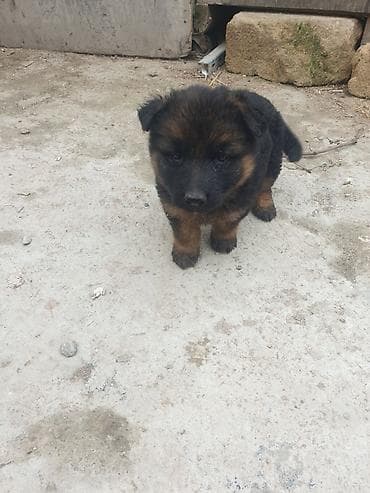 şpic it: Alman çoban iti, 1 ay, Dişi — 1