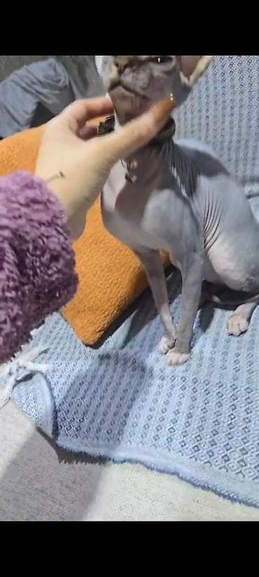 gence pisik: Sfinks — 6